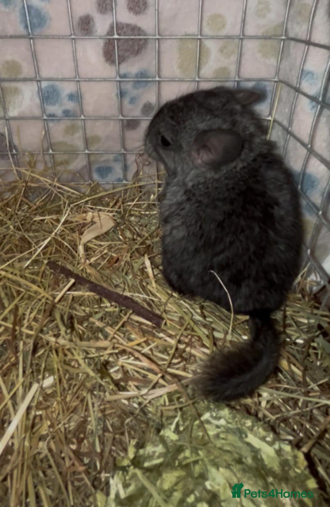 Chinchilla rodents for sale: { Still available female med ebony kit )  £80  - Image 3