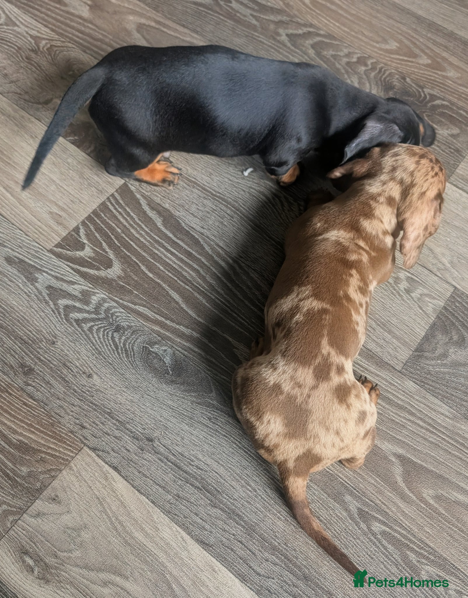Miniature Dachshund dogs for sale: Adorable Miniature Dachshund Puppies Ready Now in Knottingley - Advert 10