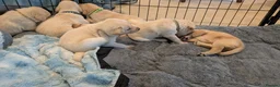 Labradoodle dogs for sale: Golden Labradoodle / Doubledoodle Puppies Viewings - Advert 8