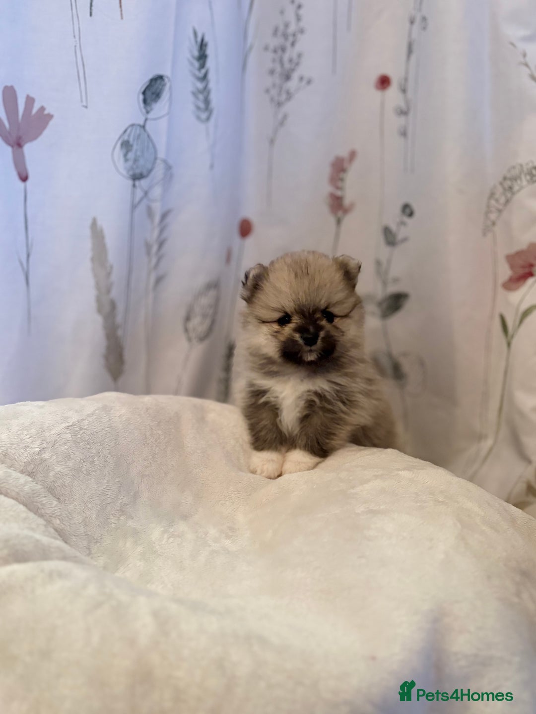 Pomeranian dogs for sale: Beautifu Litter- Russian/Chi Tien Pomeranian Pups - Advert 34