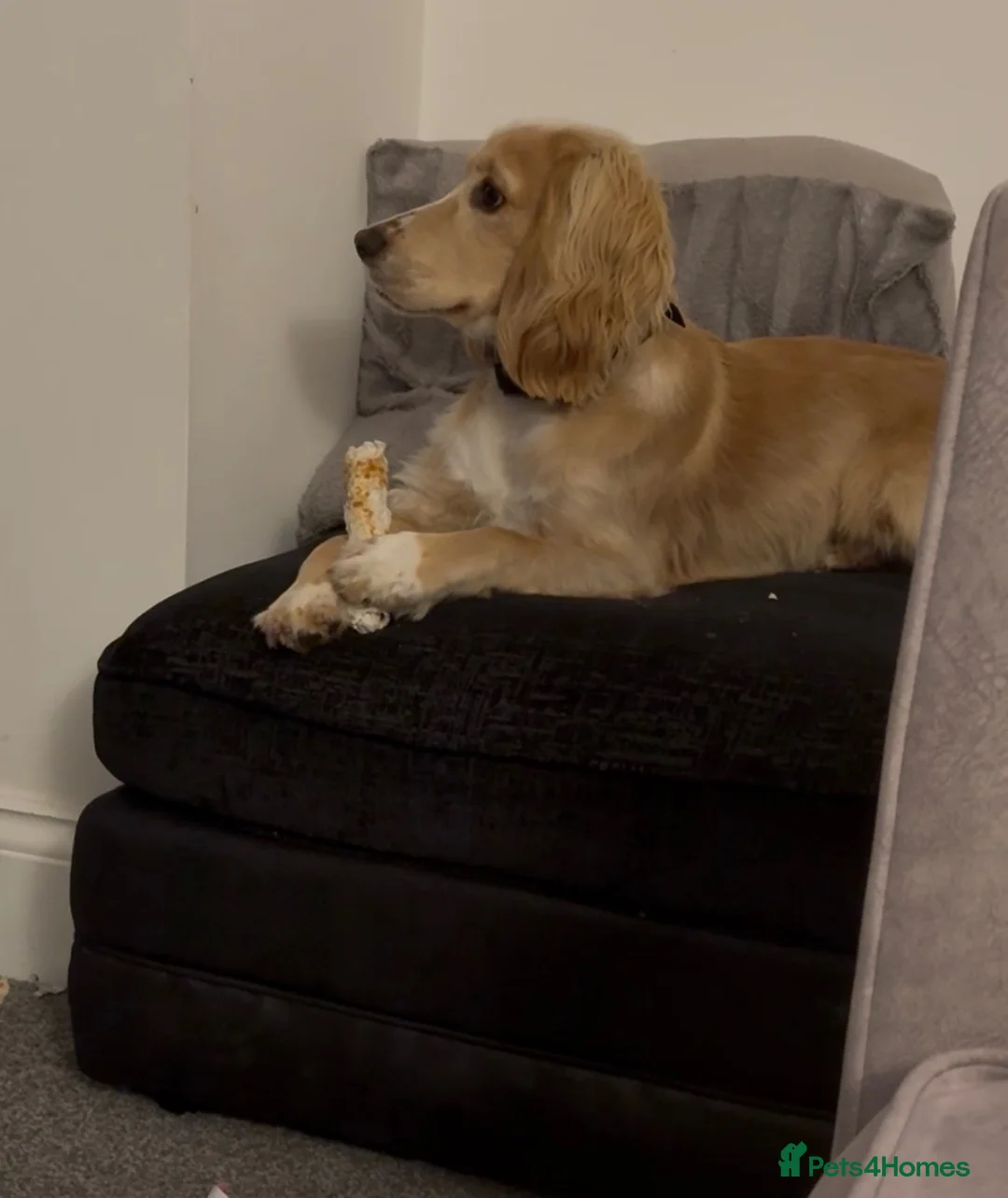 Cocker Spaniel dogs for sale: 10 month old Male Cocker Spaniel in Mansfield - Advert 4