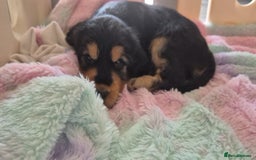 Cocker Spaniel dogs for sale: 1 Black and Tan boy KC Show Cocker Spaniel - Image 20