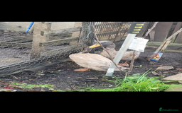 Ducks poultry for sale: Two male runners for rehoming - Image 3