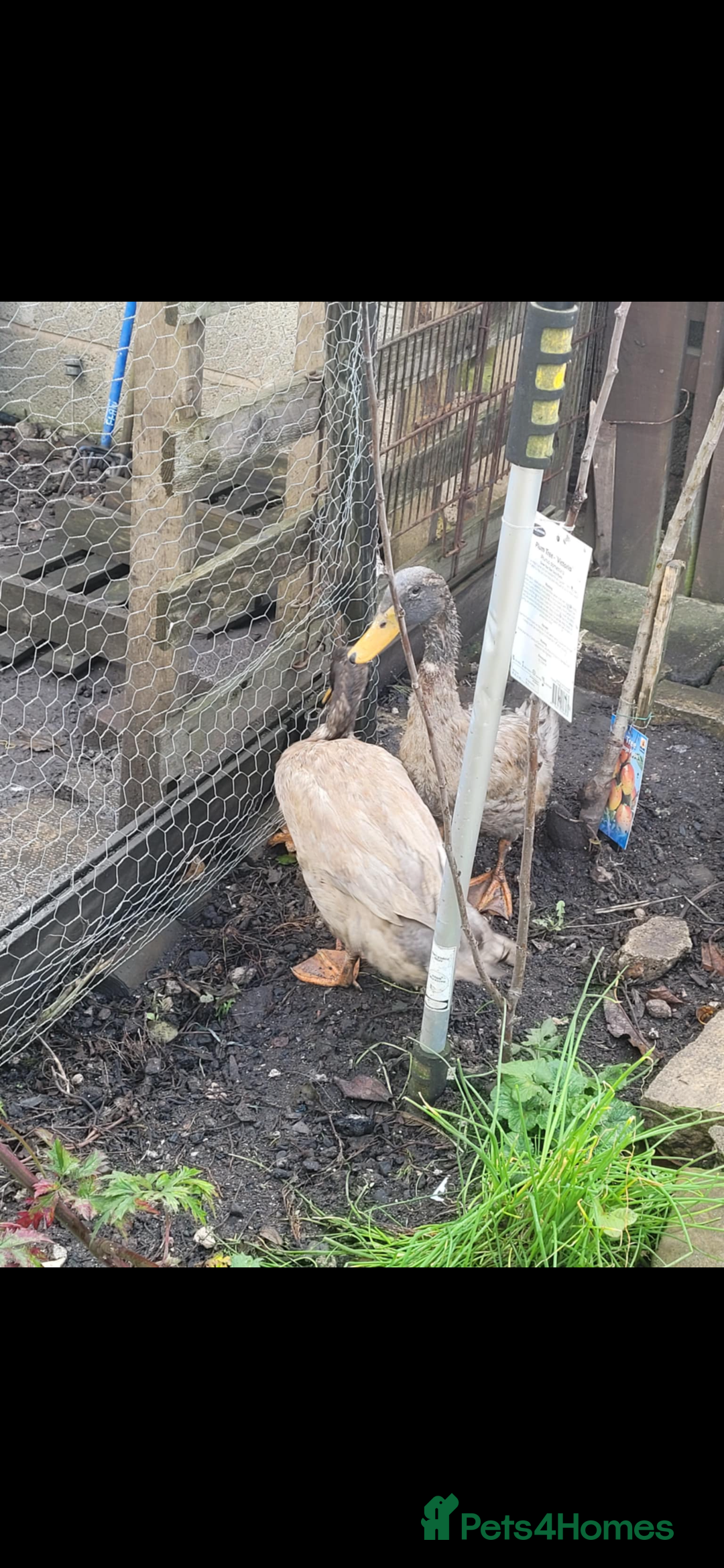 Ducks poultry for sale: Two male runners for rehoming - Image 3