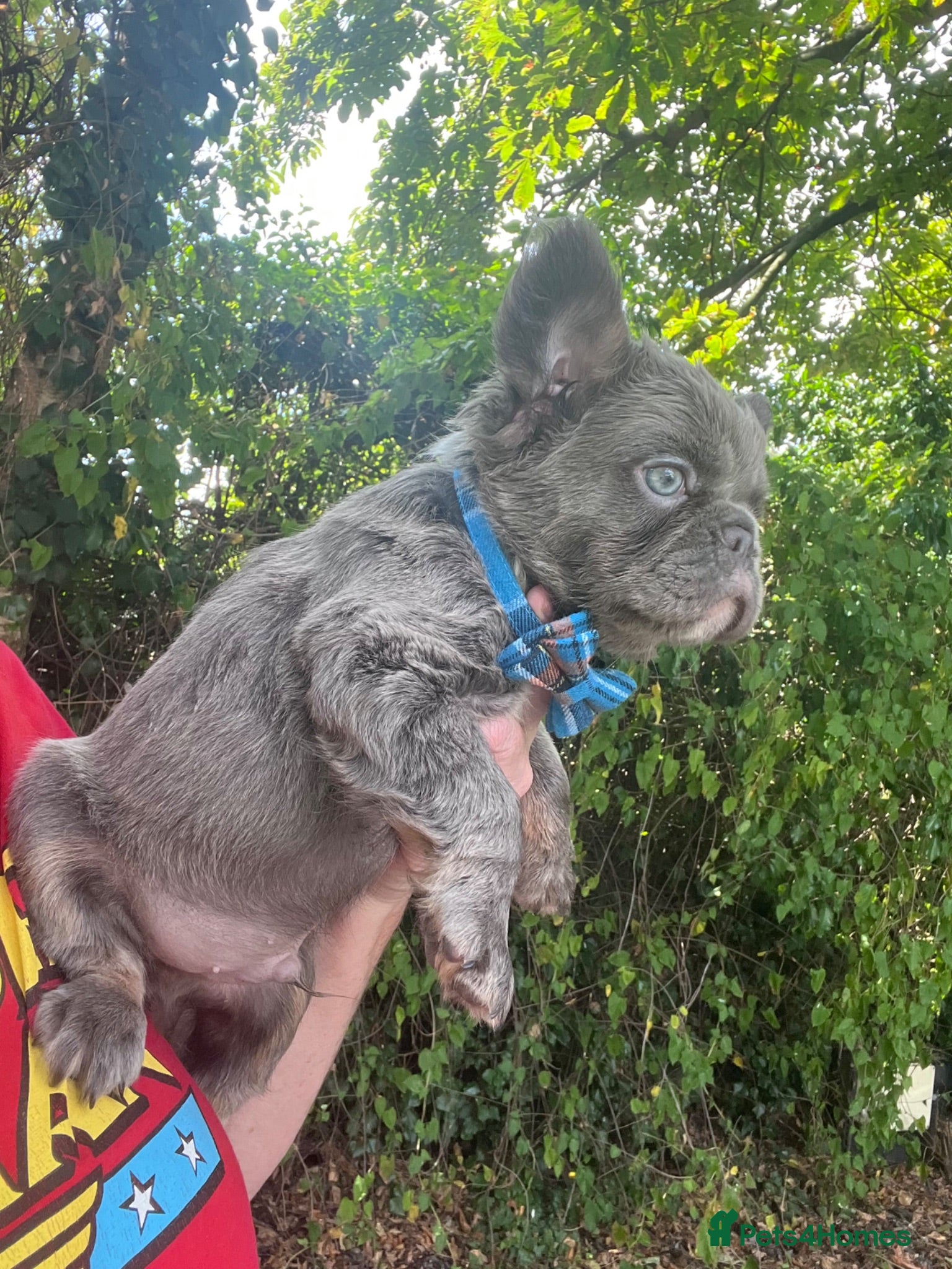 French Bulldog dogs Council Licensed Fluffy French Bulldog Puppies - Advert 1