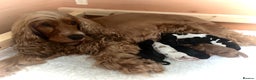Cocker Spaniel dogs for sale: FAMILY RAISED SHOW TYPE COCKER SPANIEL PUPPIES - Advert 2