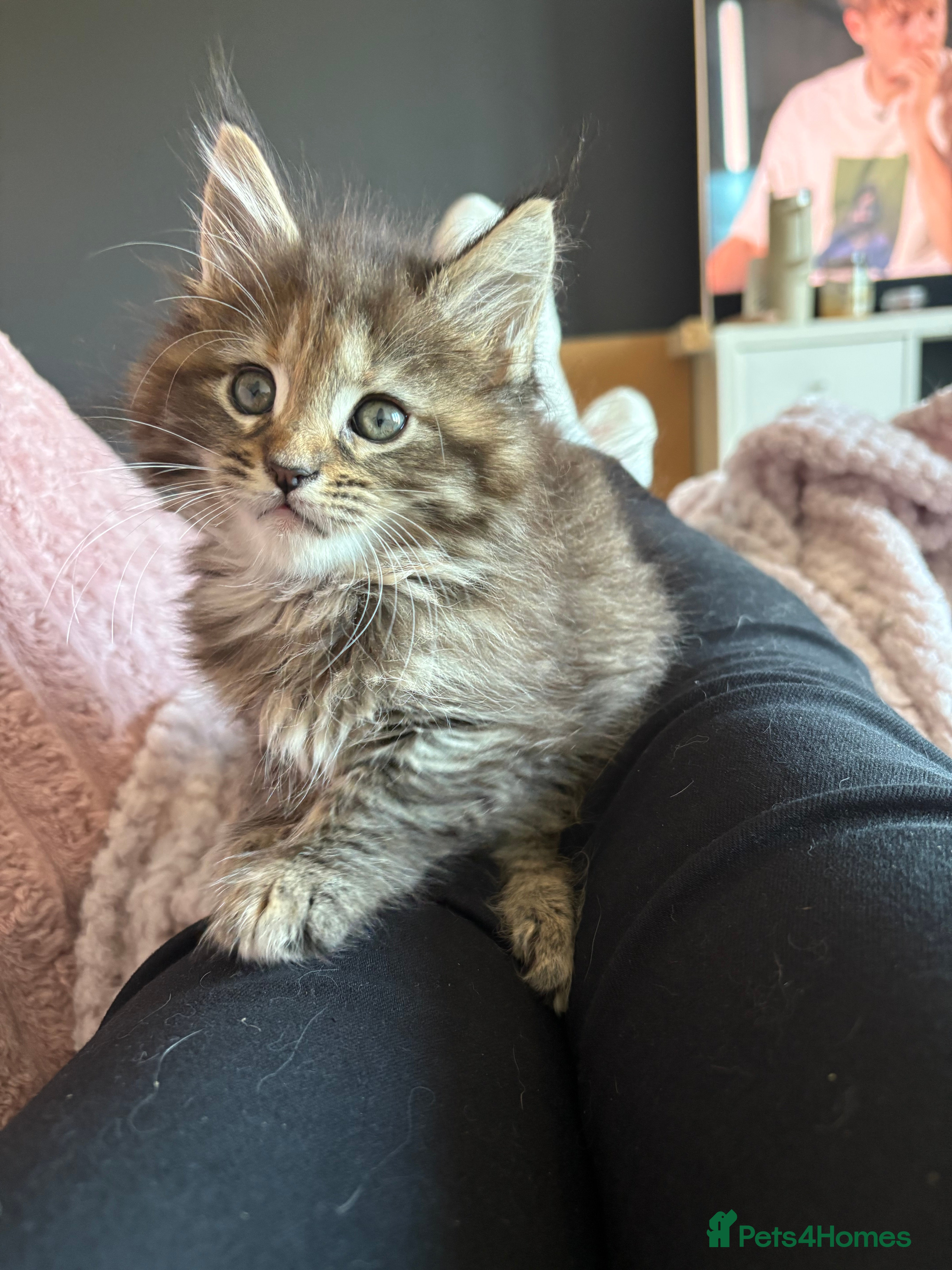 Maine Coon cats TICA registered Maine coon kittens - Advert 8