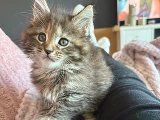 Maine Coon cats TICA registered Maine coon kittens - Advert 7
