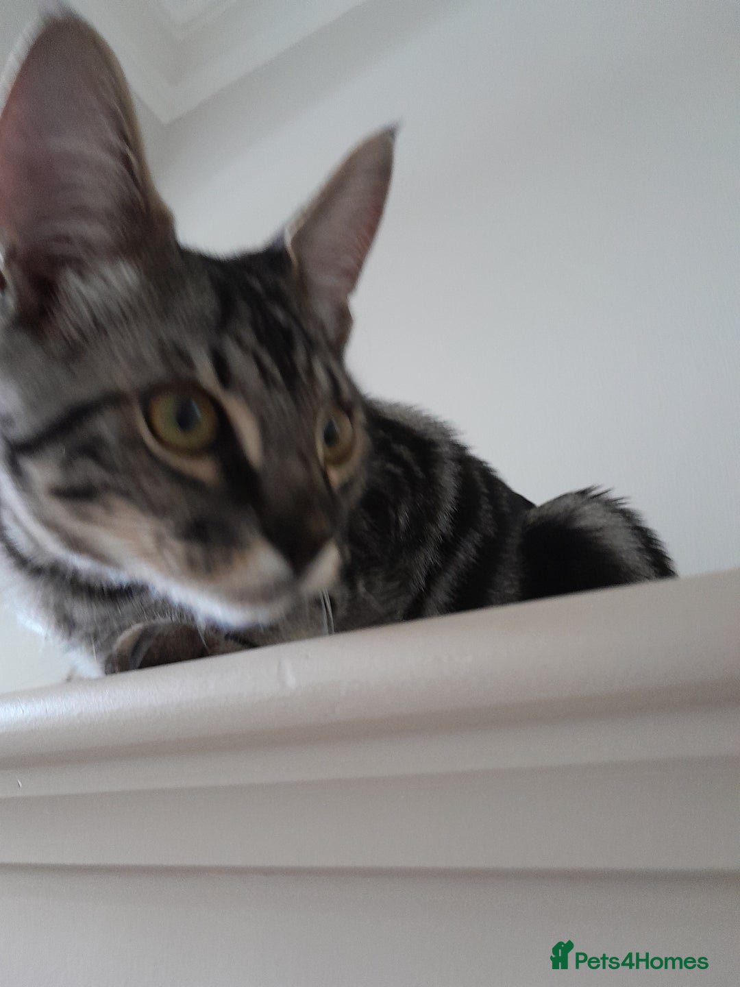 Savannah cats for sale: Full Pedigree & TICA Reg Marble Savannah Kitten - Image 8