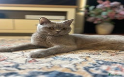 British Shorthair cats for sale: GCCF Active Lilac British Shorthair - Image 2