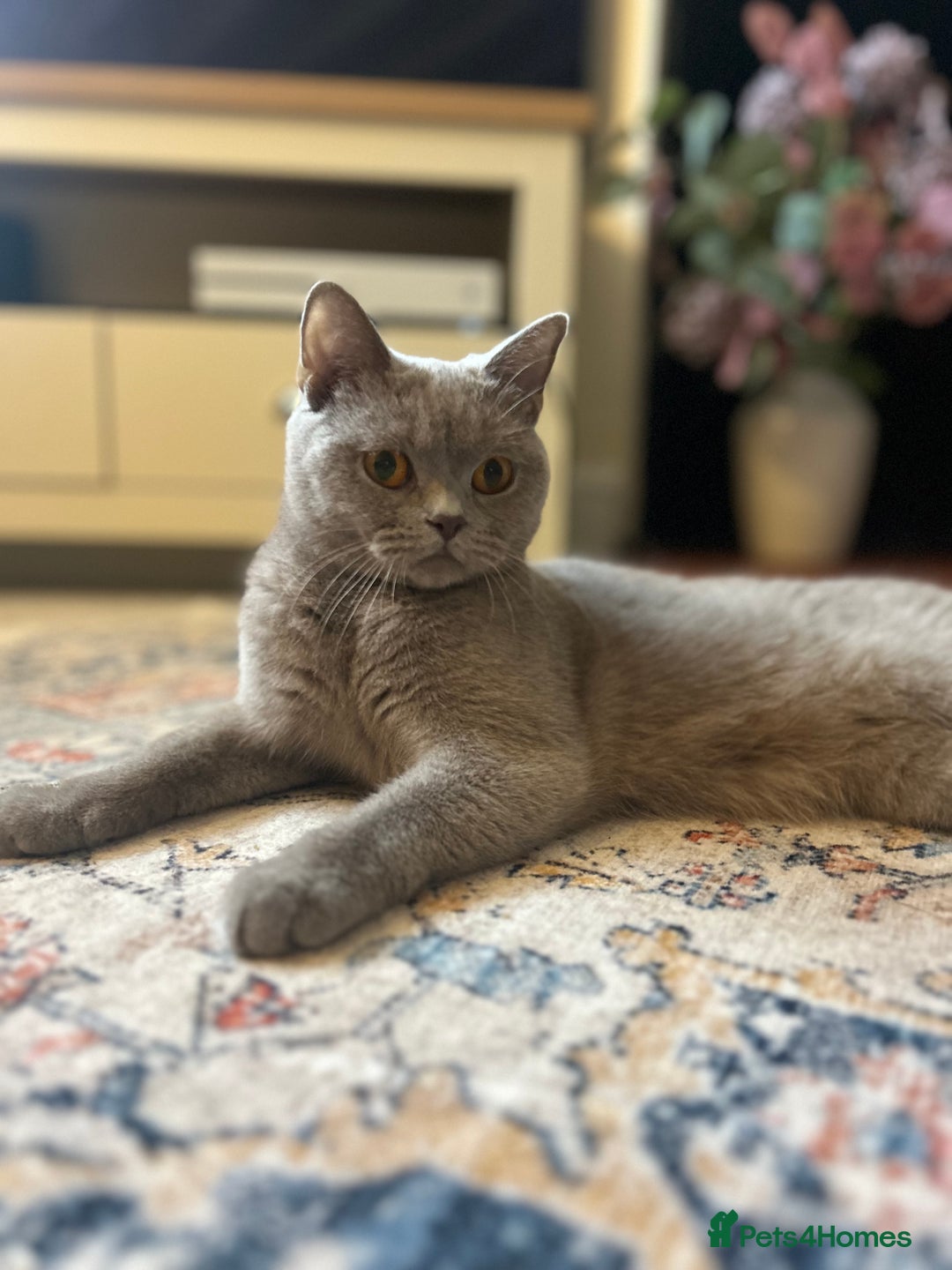 British Shorthair cats for sale: GCCF Active Lilac British Shorthair - Image 2