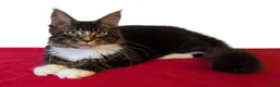 Maine Coon cats for sale: 👑 MajestiPaws: The Heritage Litter 🐾 - Advert 14