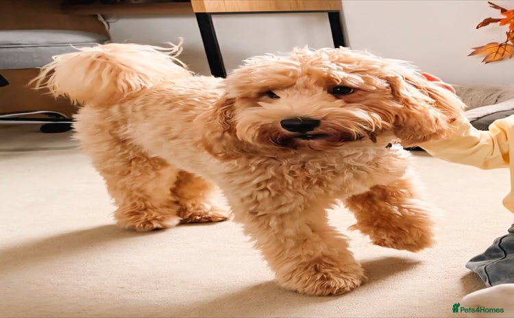 Mixed Breed dogs - Advert 1