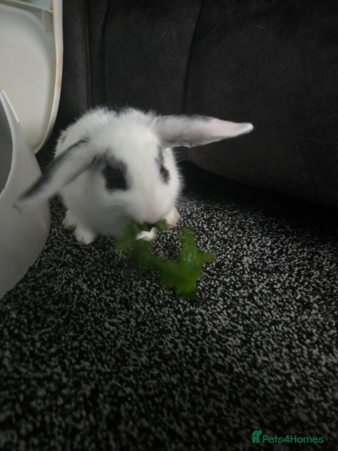 Mixed Breed rabbits for sale: 2 male rabbits and cage plus accessories  - Advert 6