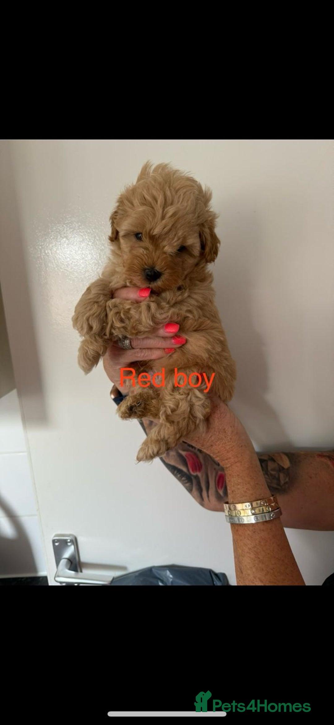 Maltipoo dogs for sale: Maltipoo in Brentwood - Image 8