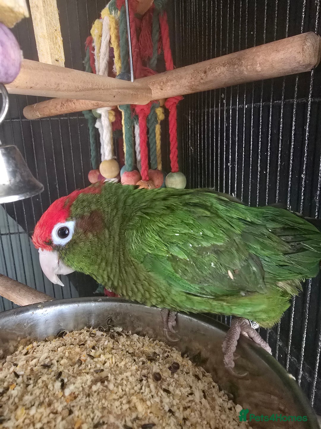 Parrots birds for sale: Rose crowned/Cherry headed canure  in Downham Market - Image 1
