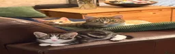 Domestic Shorthair cats for sale: Kittens  - Advert 5