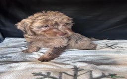 Cockapoo dogs for sale: Cockapoo puppies for sale  - Advert 1