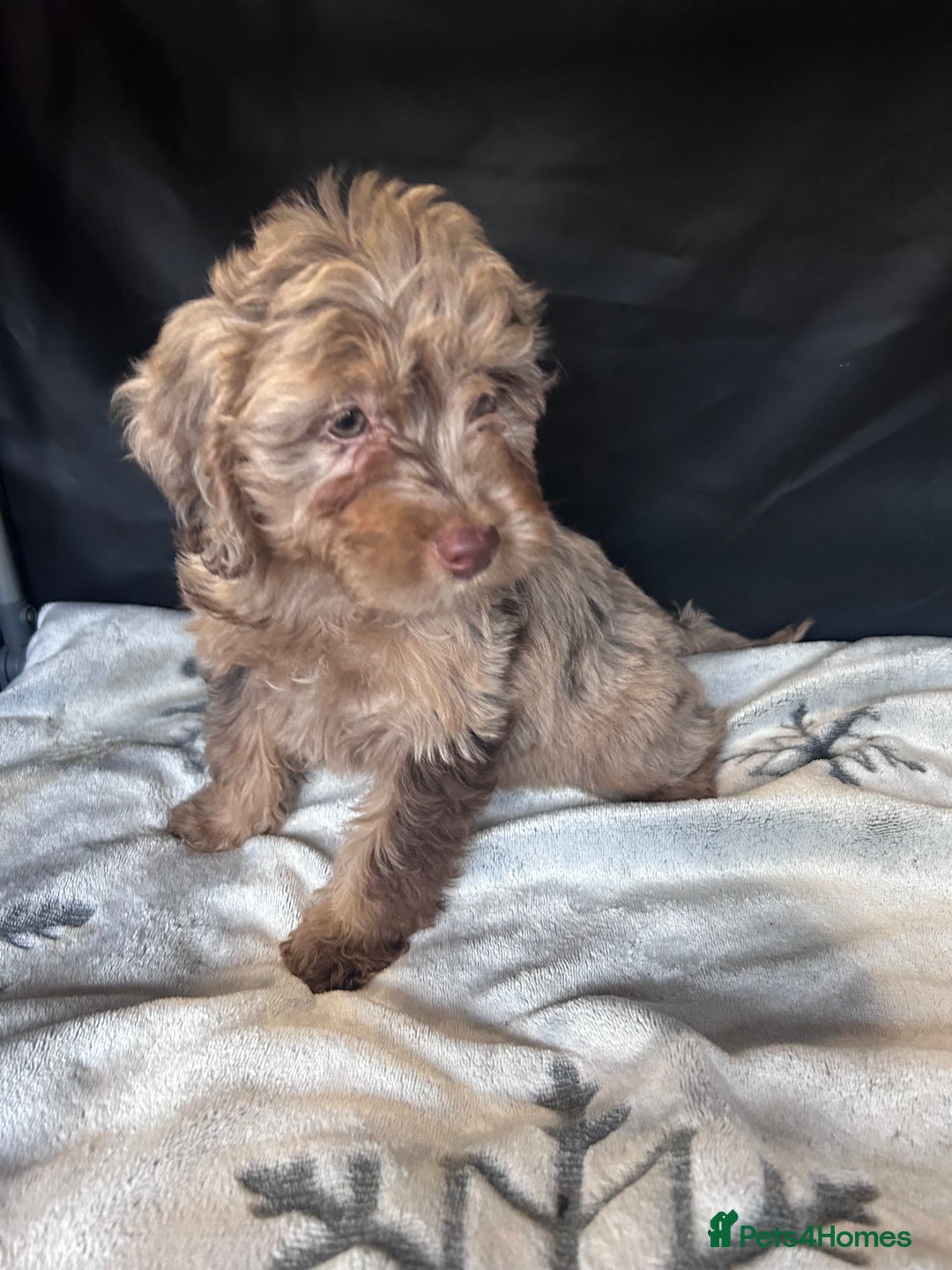 Cockapoo dogs for sale: Cockapoo puppies for sale  - Advert 1