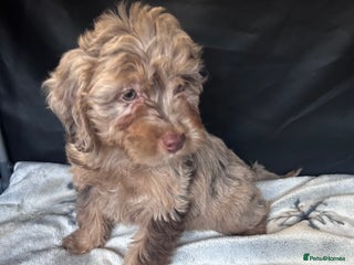 Cockapoo dogs Cockapoo puppies for sale - Advert 3