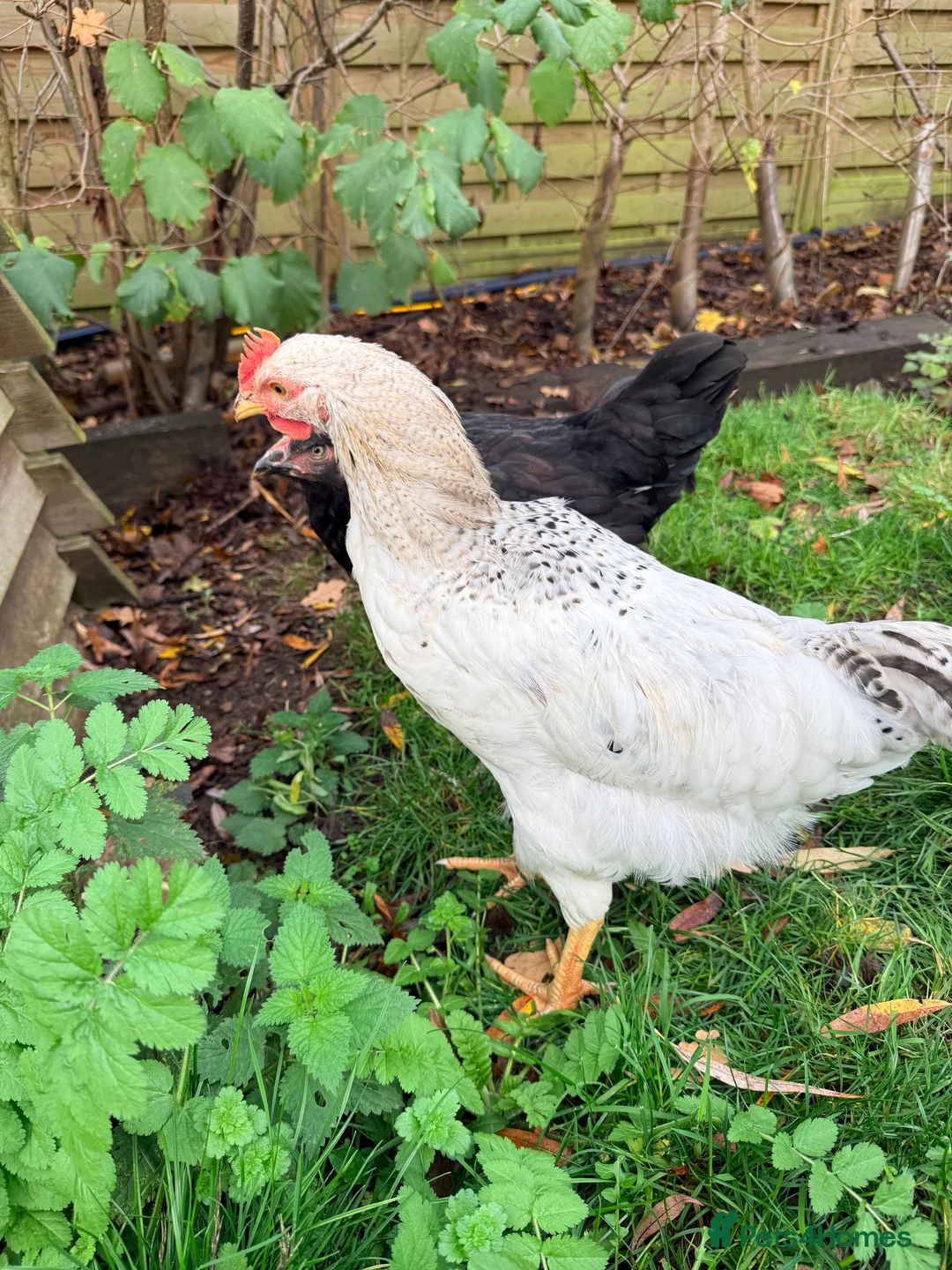 Chickens poultry for sale: Cockerel needs rehoming!  - Advert 5
