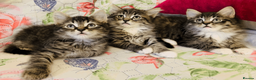 Maine Coon cats for sale: Three adorable Maine Coon Kittens For Sale  - Advert 20