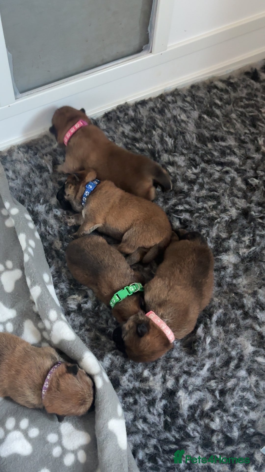 Chow Chow dogs for sale: 3 Stunning chow chow for sale  - Image 20