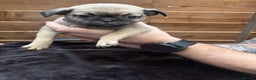Pug dogs for sale: Beautiful Pug Puppies - Advert 26
