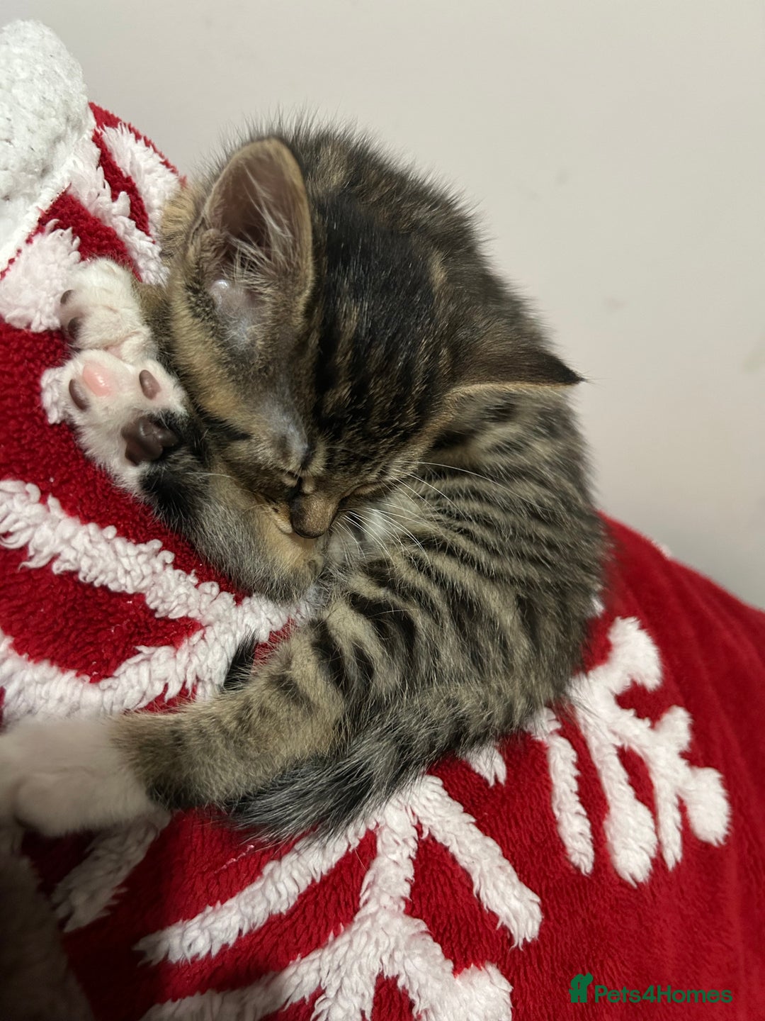 Mixed Breed cats for sale: 3 kittens for sale - Advert 9