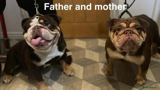 English Bulldog dogs Gorgeous English Bulldog Puppies Available - Advert 5