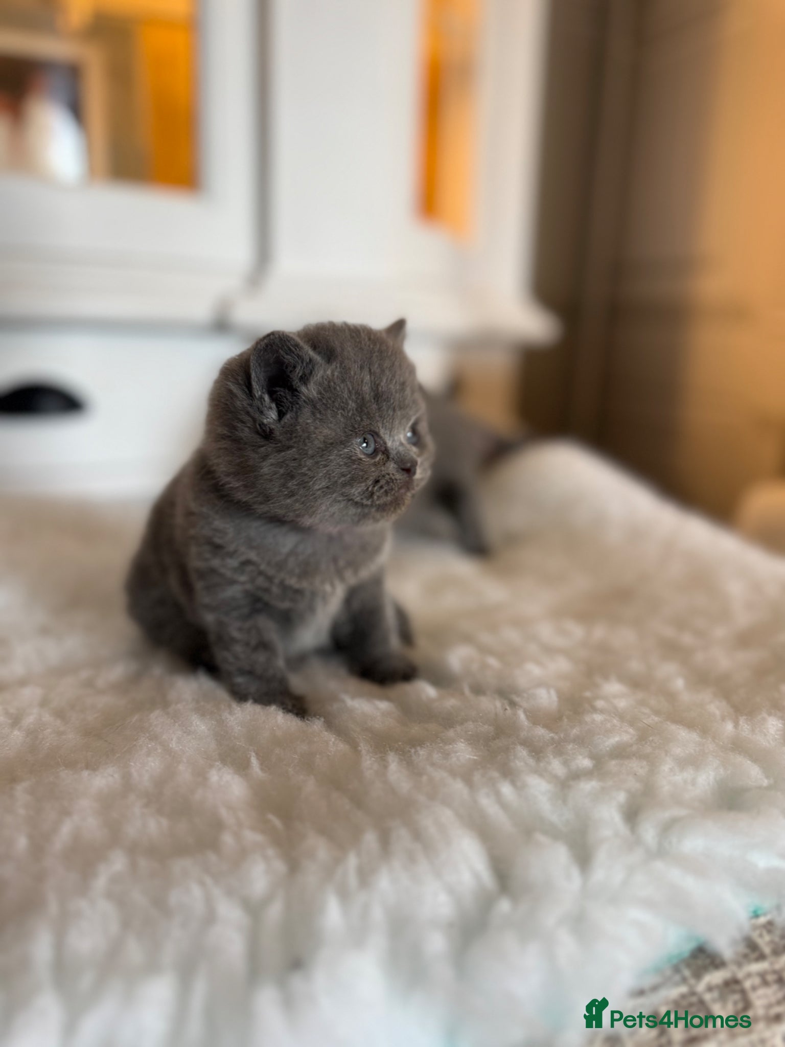 British Shorthair cats for sale: Beautiful British shorthair kittens  in Cardiff - Advert 6