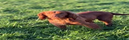 Cocker Spaniel dogs for sale: KC Registered Cocker Spaniel Puppies - Advert 1