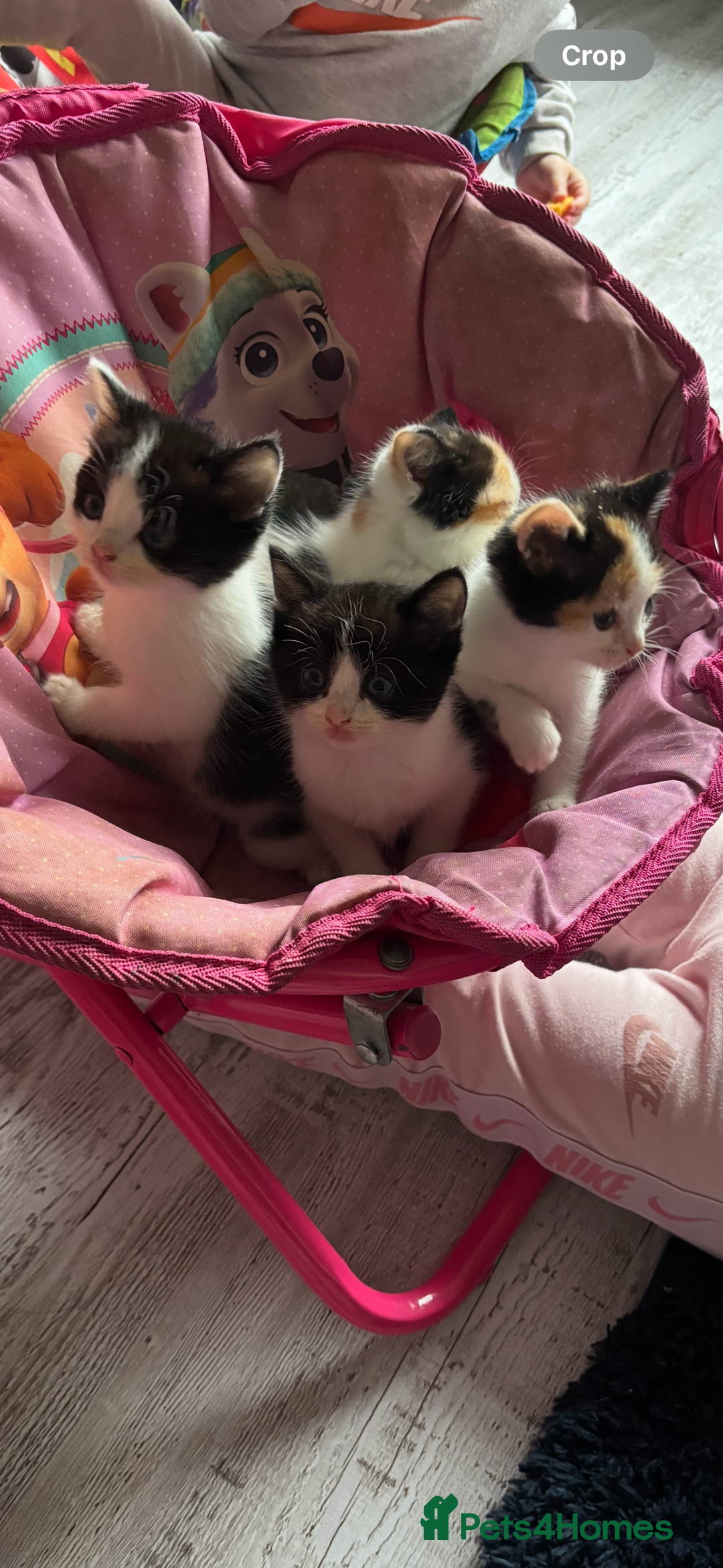 British Longhair cats for sale: Amazingly friendly and beautiful fluff balls - Image 4