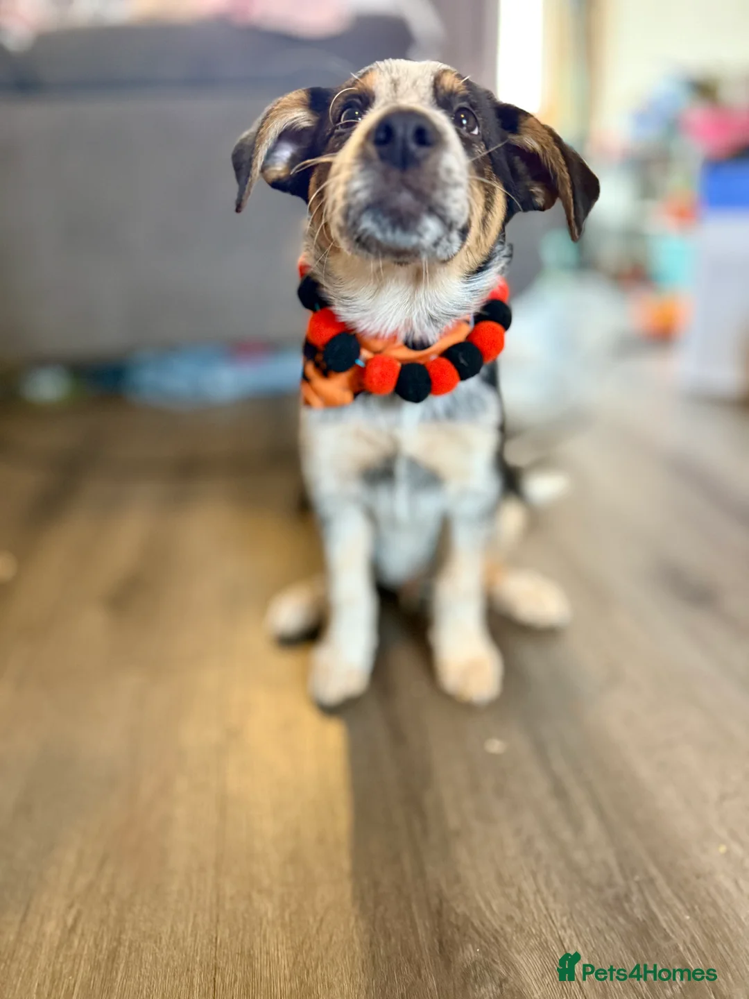 Border Collie dogs for sale: Buddy - Advert 1