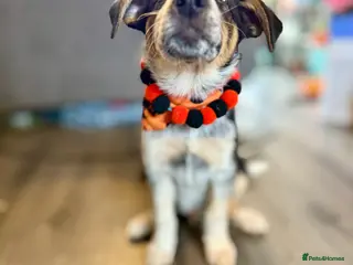 Border Collie dogs Buddy - Advert 1