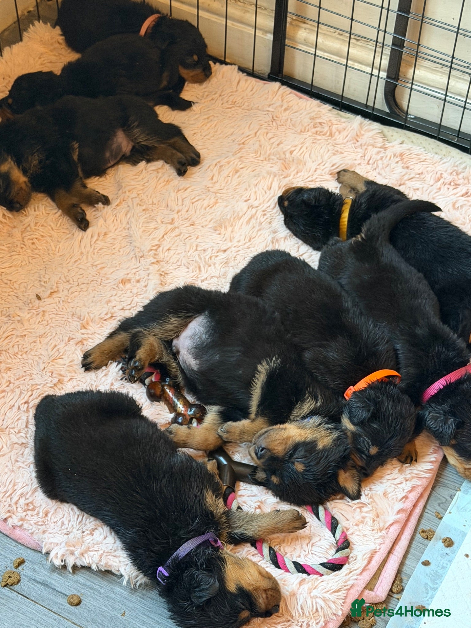 Rottweiler dogs 11 beautiful Rottweiler Puppies - Advert 6