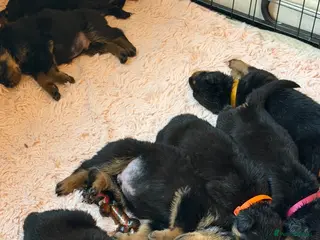Rottweiler dogs 11 beautiful Rottweiler Puppies - Advert 6