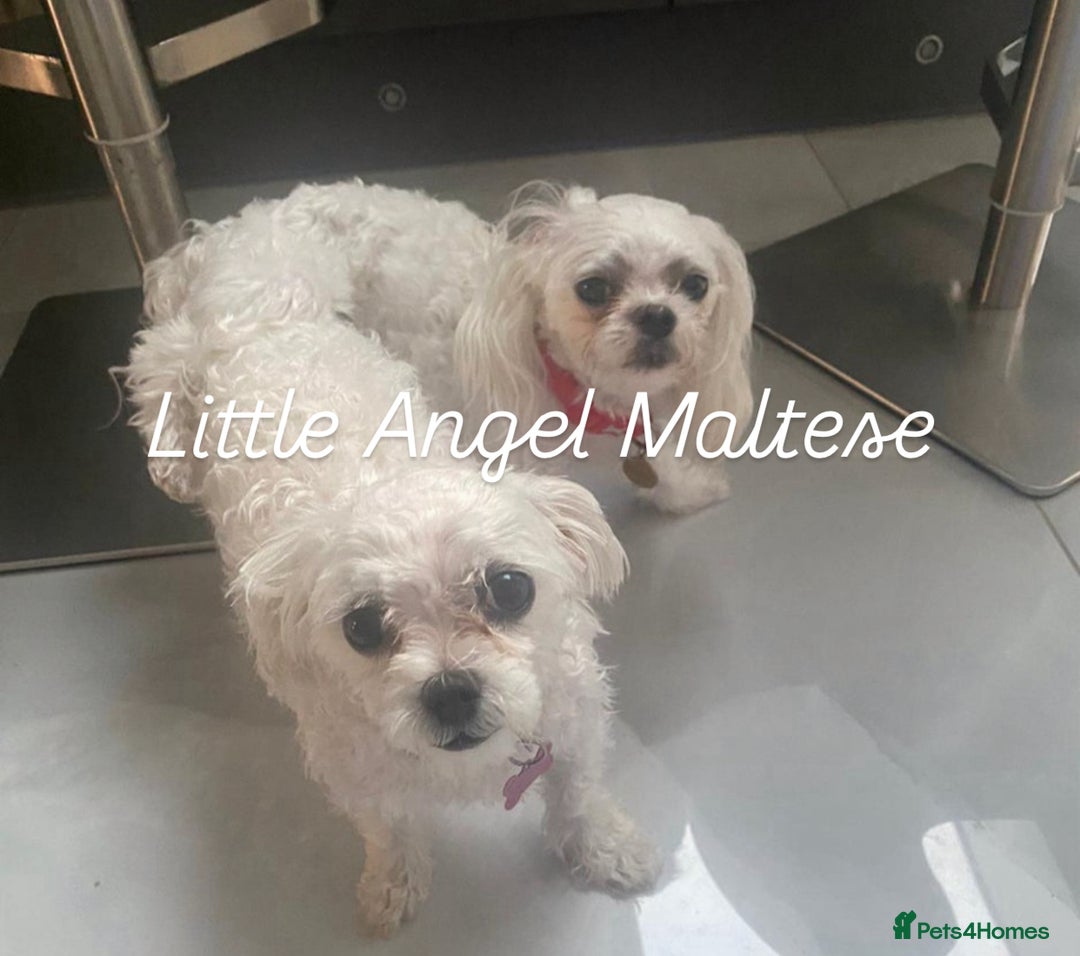 Maltese dogs for stud: 🌟Stunning KC Reg Korean Maltese boy for STUD in Waltham Cross - Advert 6
