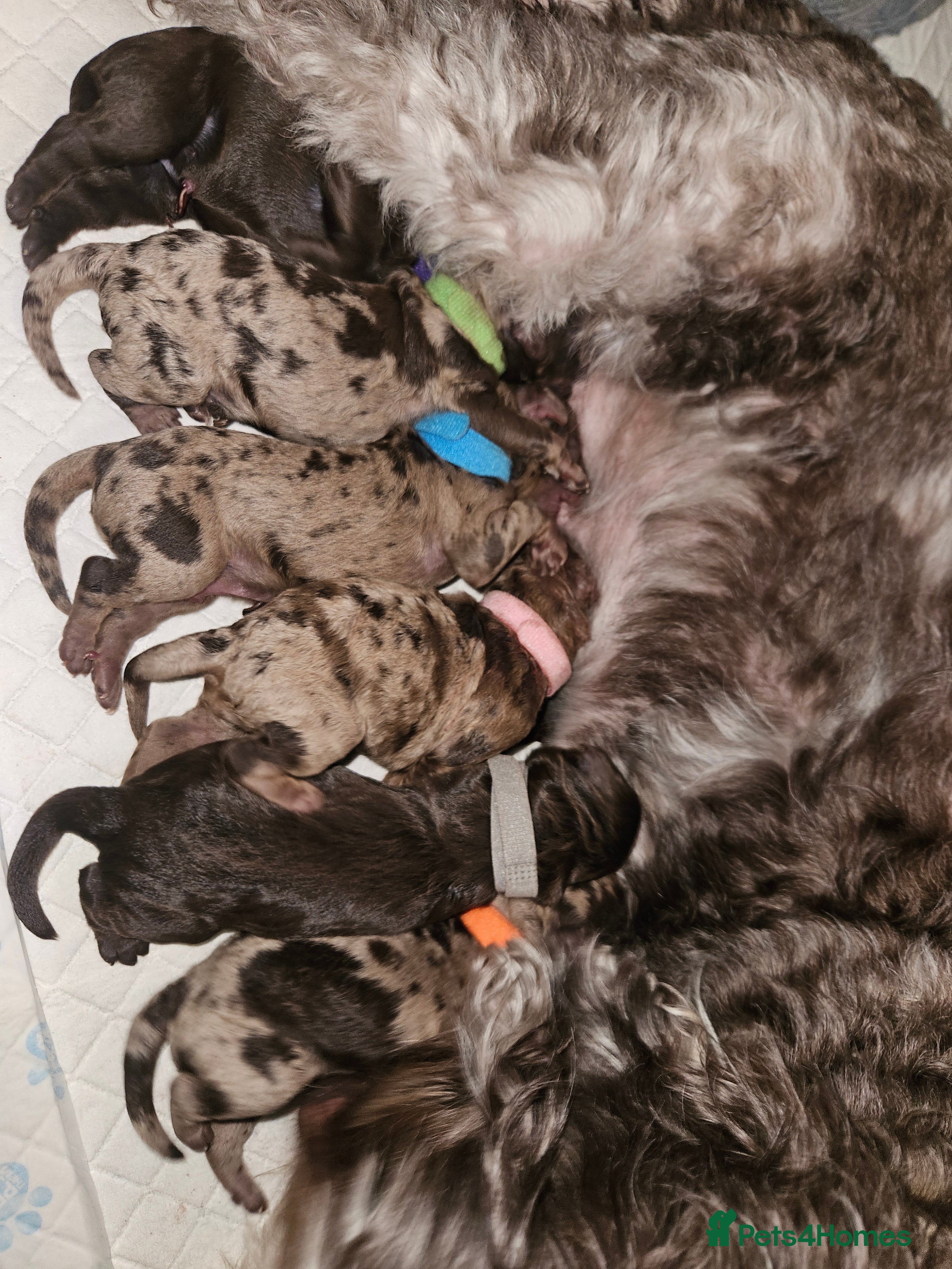 Cockapoo dogs F1b Choc Merle/Choc Cockapoo's  - Advert 8