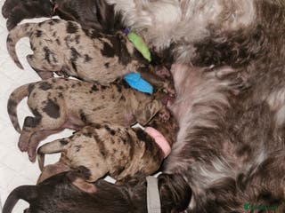 Cockapoo dogs F1b Choc Merle/Choc Cockapoo's - Advert 8