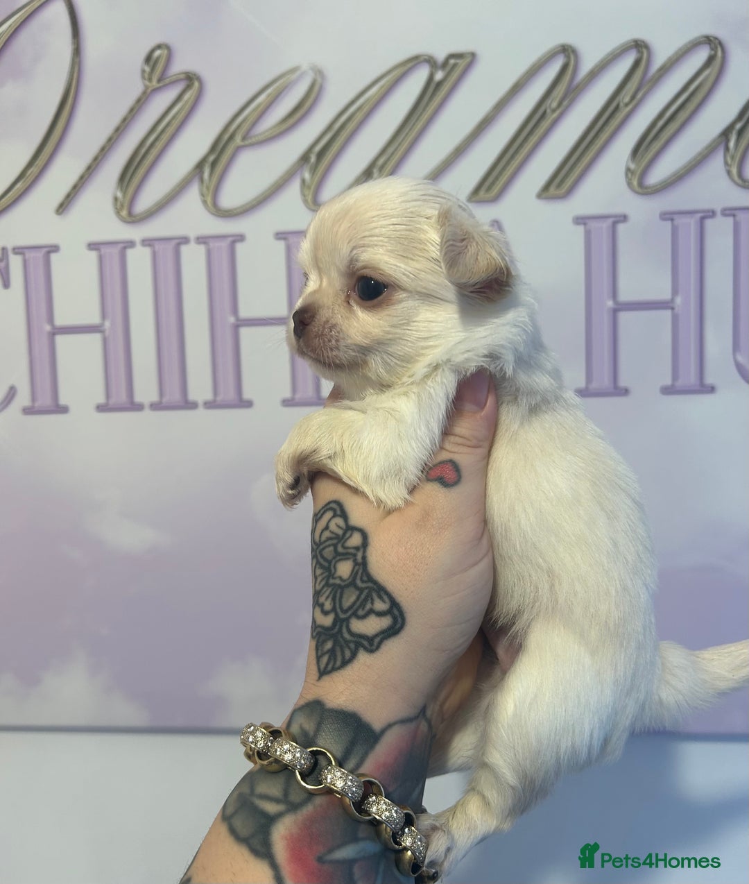 Chihuahua dogs for sale: 3 beautiful cream Chihuahua boys  - Advert 2