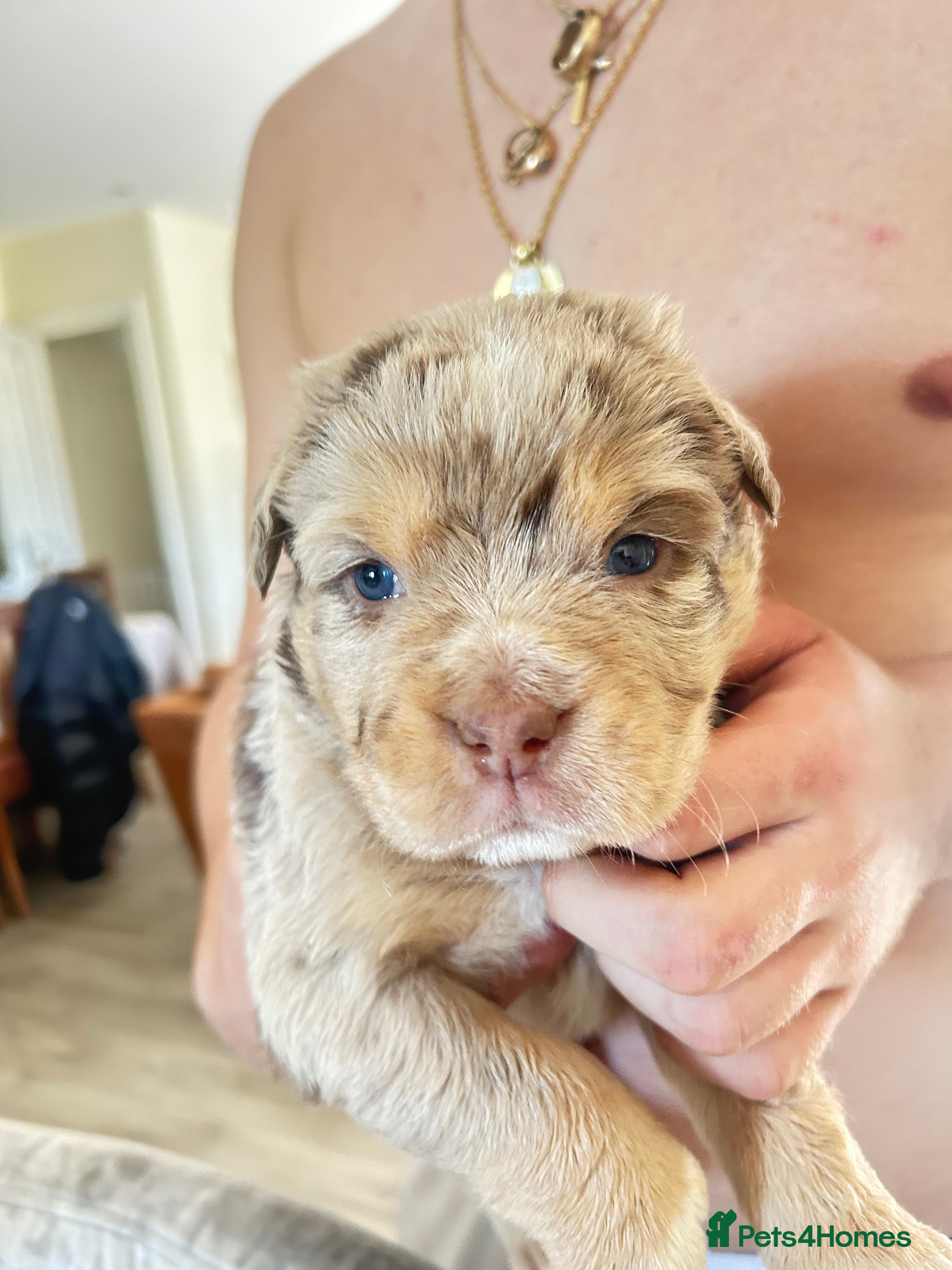 Olde English Bulldogge dogs Olde English fluffy Bulldogge puppies  - Advert 2