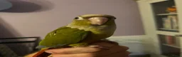 Conures birds for sale: Hand Reared Pineapple Conure - Advert 4