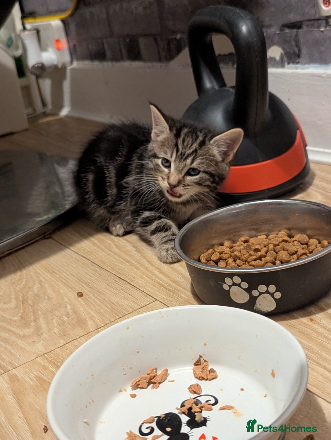 Bombay cats for sale: Beautiful kittens perfect for  **   ** s  - Advert 27