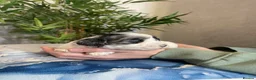 Shihpoo dogs for sale: Shih poo puppies  - Advert 9