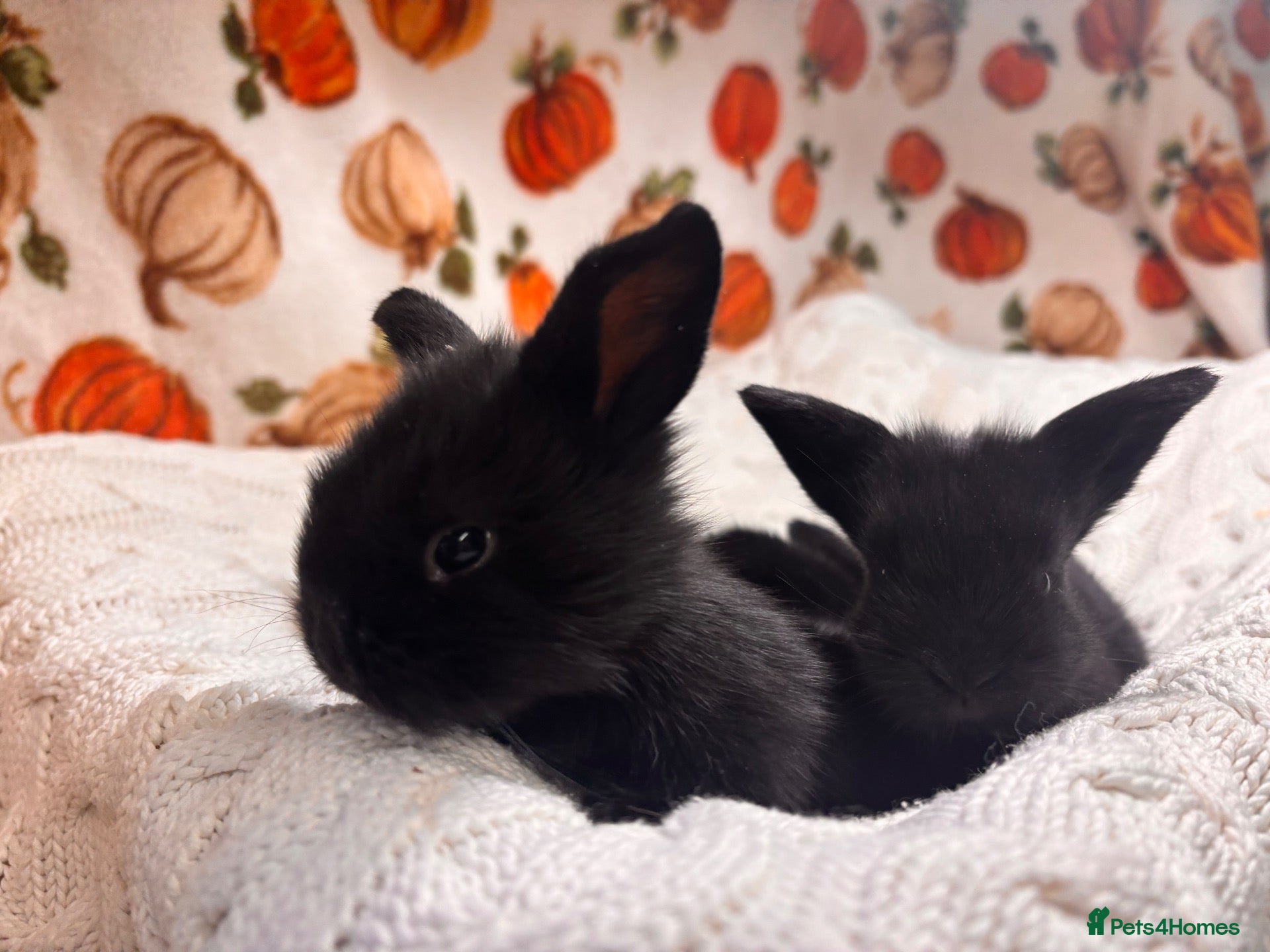Mini Lion Lop rabbits 5 beautiful mini lion lops  - Advert 1