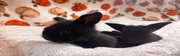 Mini Lion Lop rabbits for sale: 5 beautiful mini lion lops  - Advert 1