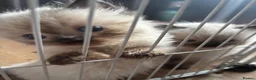 Ragdoll cats for sale: Ragdoll kittens  - Advert 23
