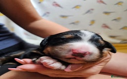 Bernese Mountain Dog dogs for sale: Gorgeous Bernese Mountain Dog Puppies Ready Soon - Image 13
