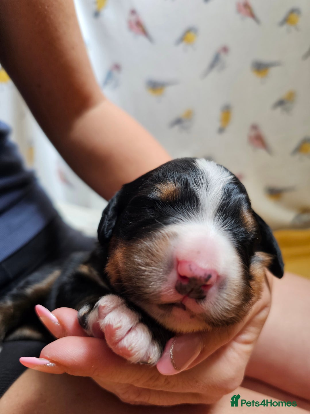 Bernese Mountain Dog dogs for sale: Gorgeous Bernese Mountain Dog Puppies Ready Soon - Image 13